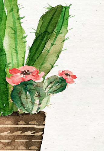 image cactus en aquarelle
